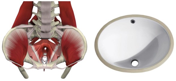 muscle structure that surrounds the lower dantian