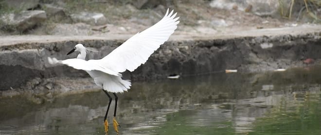 Chinese symbolism example - white crane spreads wings