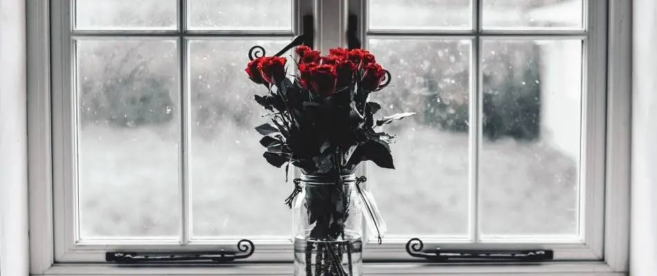 limited beliefs essay with flowers in a window
