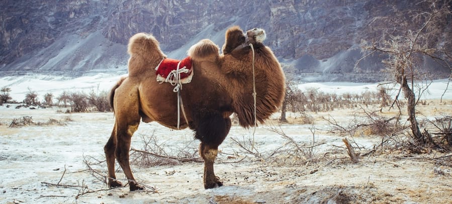 camel in the snow