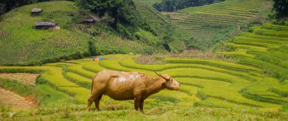 water buffalo